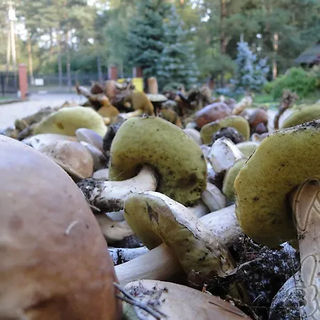 Dom Nad Stawem - Alex *