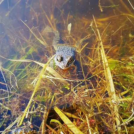 Dom Nad Stawem - Alex